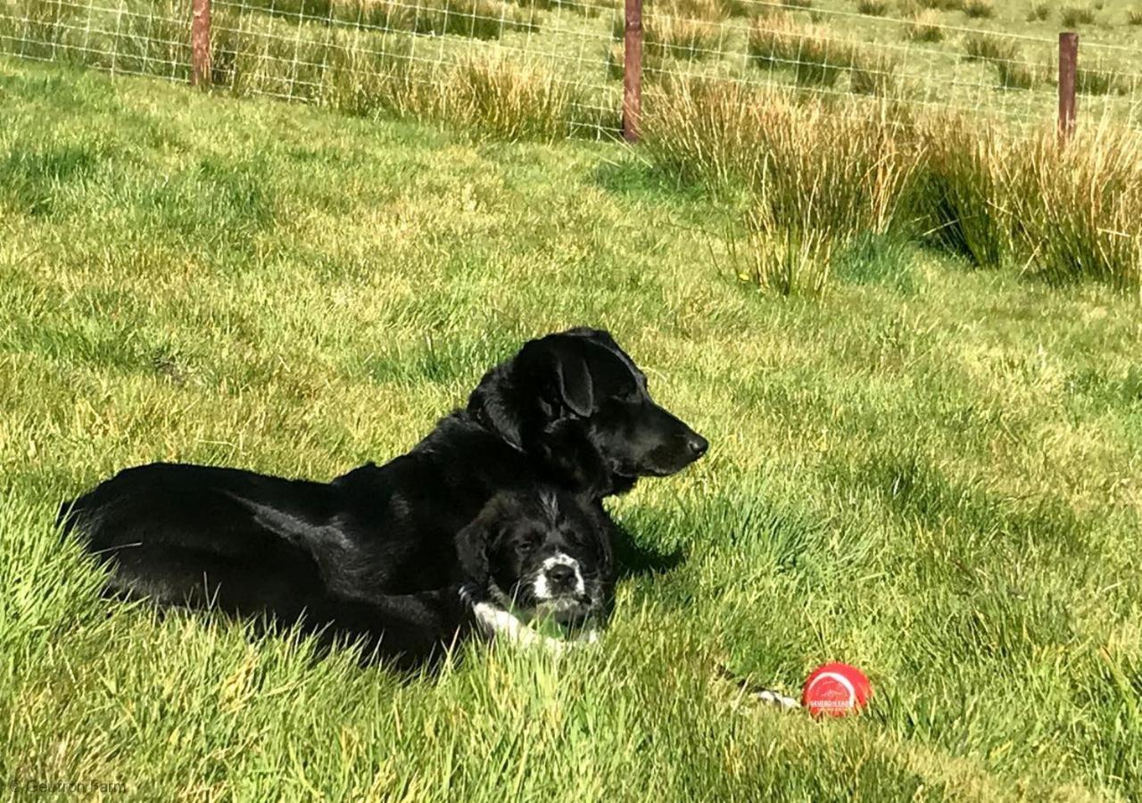 Farmhouse & Cottage At Geufron Farm - Dog Friendly Bryn-crug Kültér fotó
